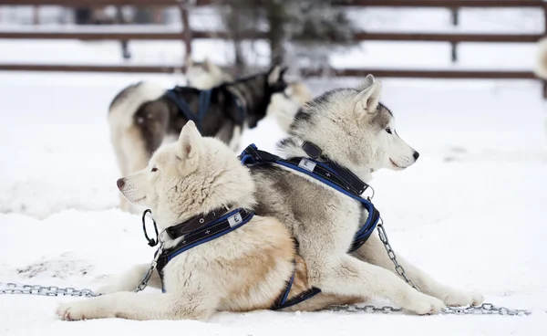 Siberian Husky hundar i snön — Stockfoto