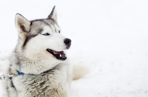 Perros Husky siberianos en la nieve — Foto de Stock