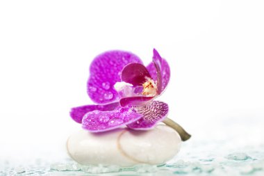 Spa hayat pembe orkide ile hala ve zen stone beyaz