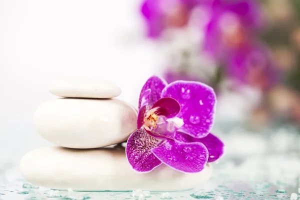 Spa ainda vida com orquídea rosa e pedra zen branca — Fotografia de Stock