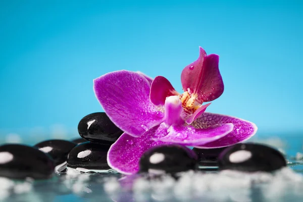 Spa-stilla liv med pink orchid och svart zen stenar — Stockfoto