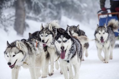 köpek bir köpek sledding yarış yüksek beklentilere.