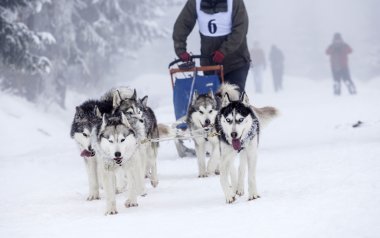 köpek bir köpek sledding yarış yüksek beklentilere.