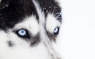 husky köpek mavi gözlerin yakın çekim shot