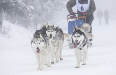 köpek bir köpek sledding yarış yüksek beklentilere.