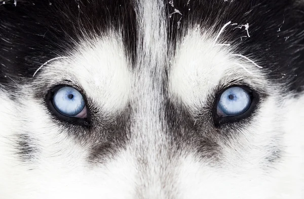 Close-up shot of husky dog blue eyes — Stock Photo, Image