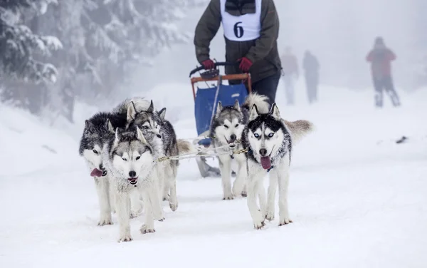 Enthusiastic team of dogs in a dog sledding race. — Stock Photo, Image