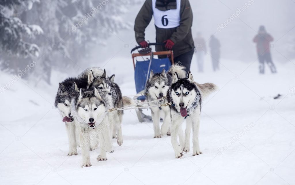 Enthusiastic team of dogs in a dog sledding race.