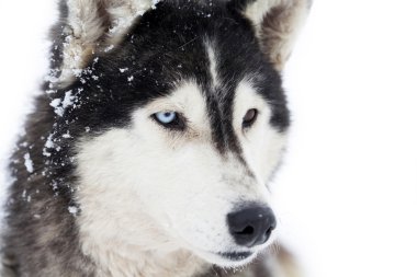 Karda köpek gibi.