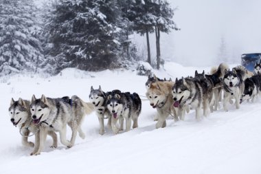 Sibirya Husky köpek içinde belgili tanımlık kar