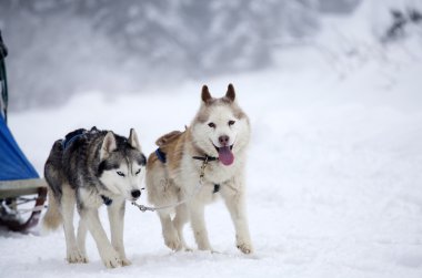 Sibirya Husky köpek içinde belgili tanımlık kar