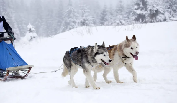 Chiens Husky sibériens dans la neige — Photo