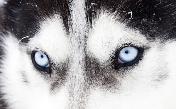 Husky perro ojos azules — Foto de Stock