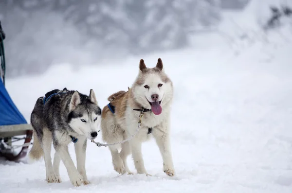 Siberian Husky hundar i snön — Stockfoto