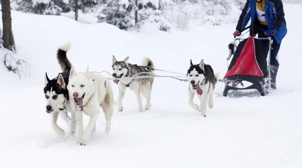 Chiens Husky sibériens dans la neige — Photo