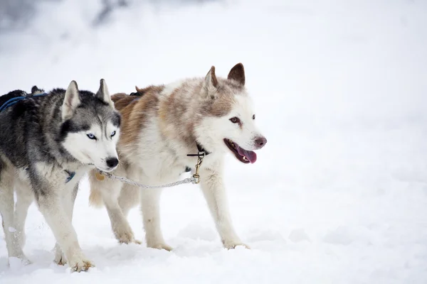 Siberian Husky dogs in the snow Royalty Free Stock Photos