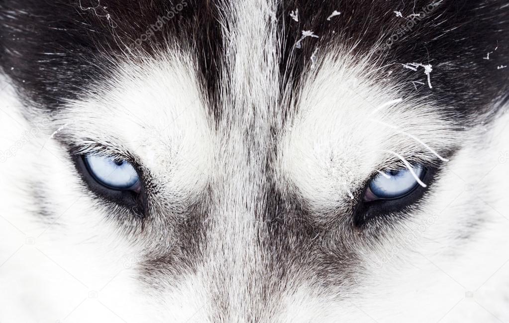 Husky dog blue eyes
