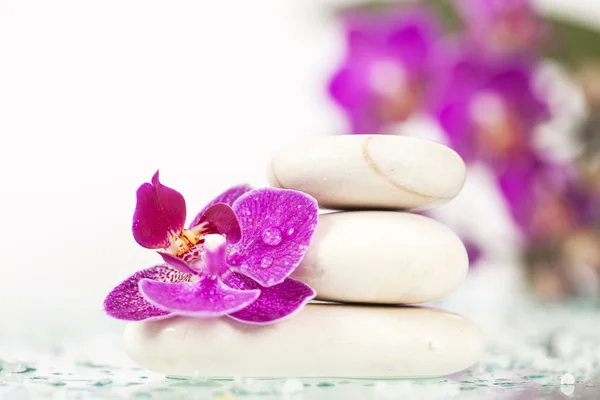 Pink orchid och zen stenar — Stockfoto