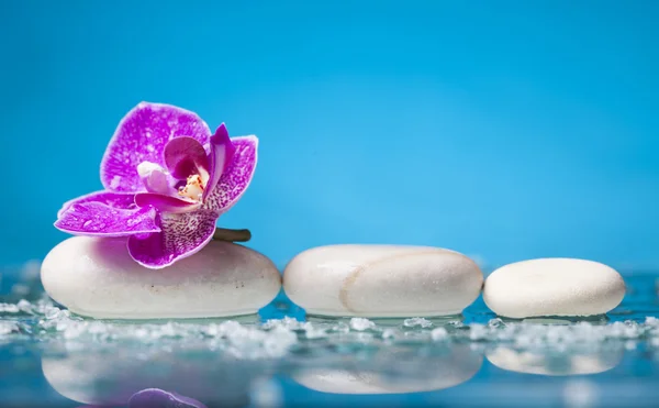 Orquídea rosa e pedras brancas — Fotografia de Stock