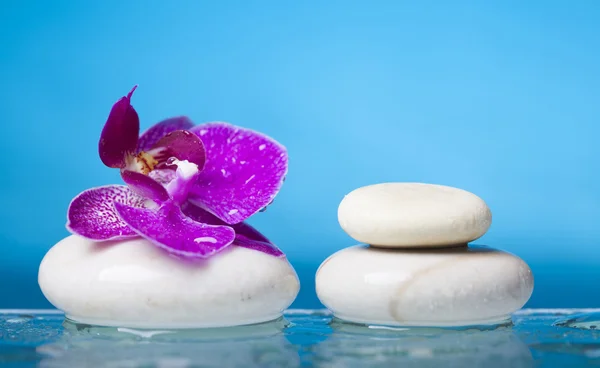 Pembe orkide ve beyaz taşlar — Stok fotoğraf