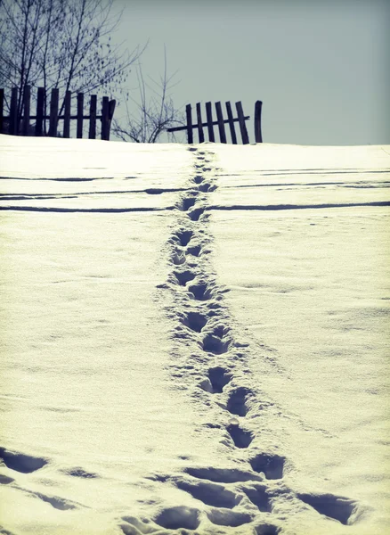 Karda ayak sesleri — Stok fotoğraf