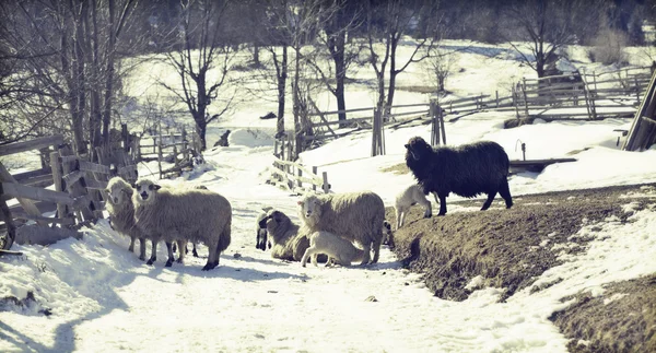 Стадо овець у сільській місцевості — стокове фото