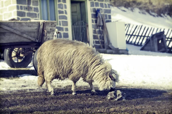 Sheep in Romanina countryside — Stock Photo, Image