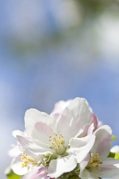Witte voorjaar bloeien — Stok fotoğraf