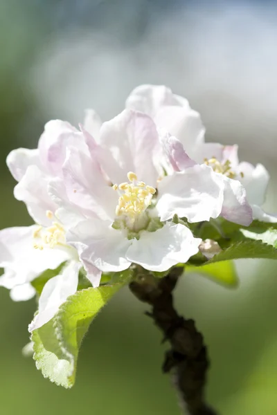 Witte voorjaar bloeien — Stok fotoğraf