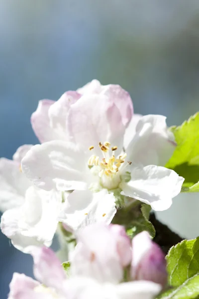 Weiße Frühlingsblüte — Stockfoto