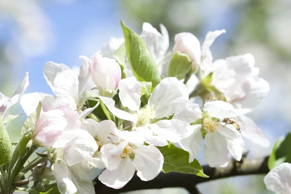 Flor de primavera blanca —  Fotos de Stock