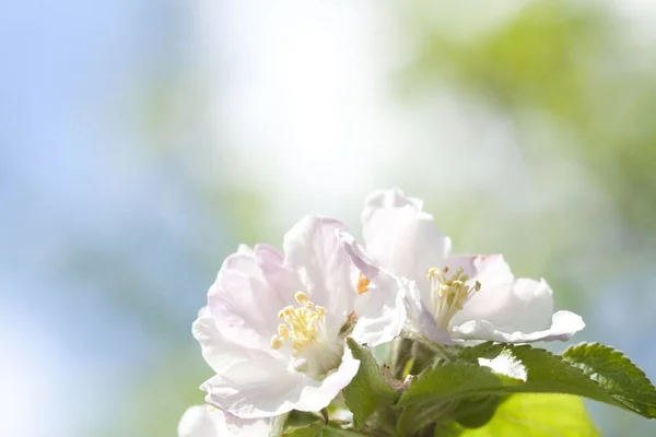Flor de primavera blanca —  Fotos de Stock