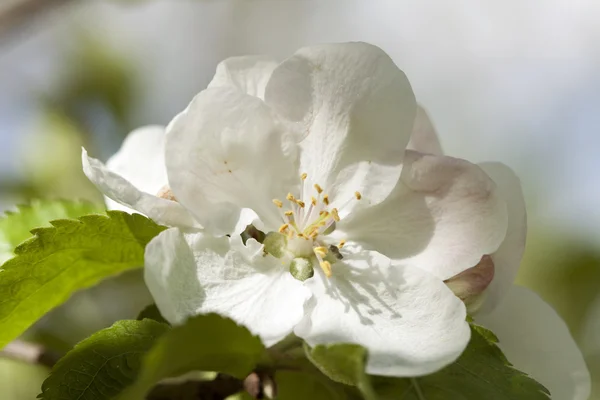Flor de primavera blanca —  Fotos de Stock