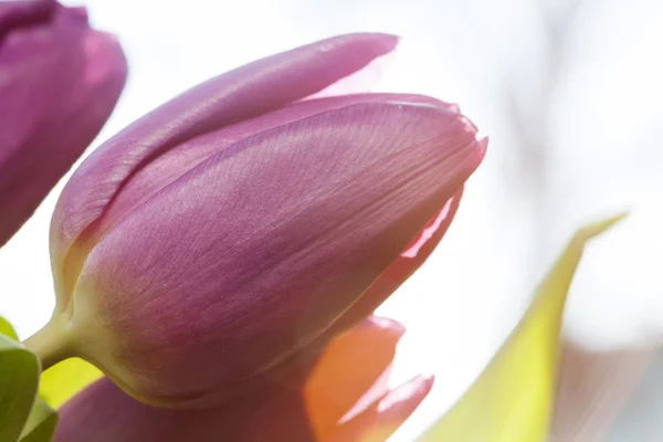 Bos van roze tulpen — Stockfoto