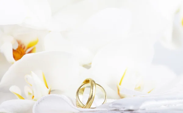 Wedding rings and white orchid — Stock Photo, Image