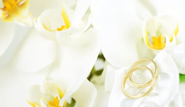 Wedding rings and white orchid — Stock Photo, Image