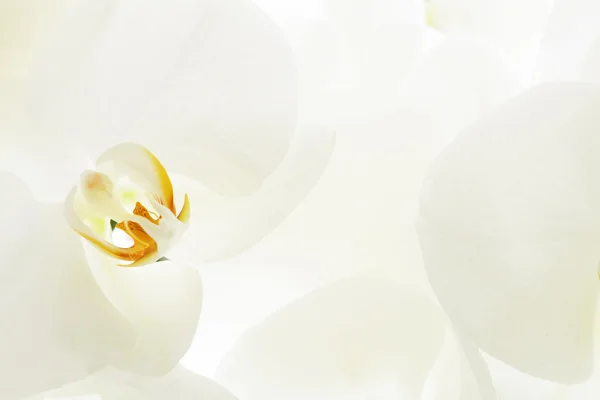 Лепестки белых орхидей — стоковое фото