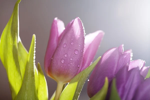 Tulipanes rosados cubiertos de rocío — Foto de Stock