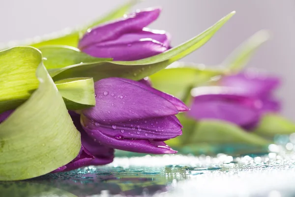 Розовые тюльпаны, покрытые росой — стоковое фото