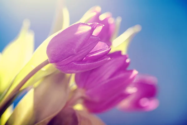 Tulipas-de-rosa cobertas com orvalho — Fotografia de Stock