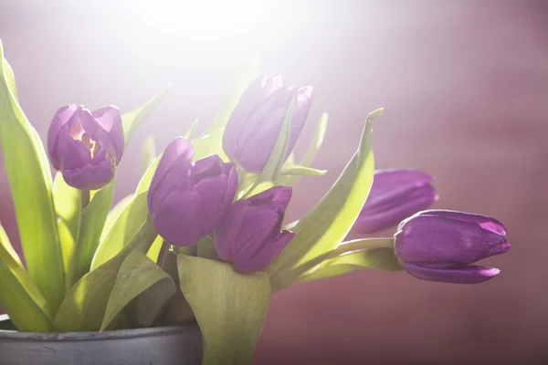 Růžové tulipány v retro plechovka — Stock fotografie