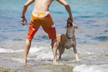 Suda ıslatın ve ustası oynayan köpek
