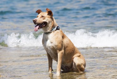 Köpek suda oynuyor.