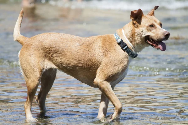 Dog playing in the water — Stock Photo, Image