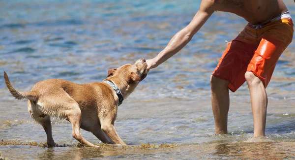 Dog playing in the water with its master — Stock Photo, Image