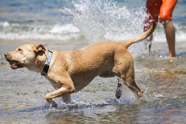 Cane che gioca in acqua — Foto Stock