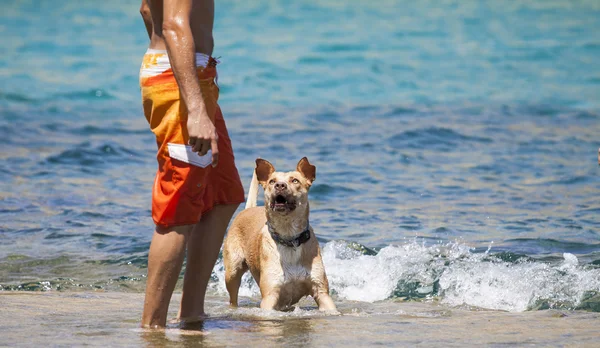 Dog playing in the water with its master — Stock Photo, Image