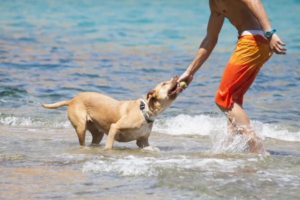 Dog playing in the water with its master — Stock Photo, Image