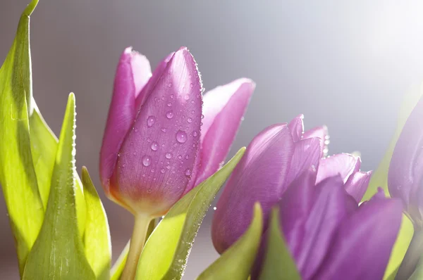 Tulipanes con rocío — Foto de Stock