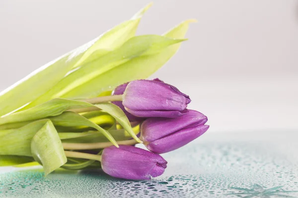 Фиолетовые тюльпаны с росой — стоковое фото